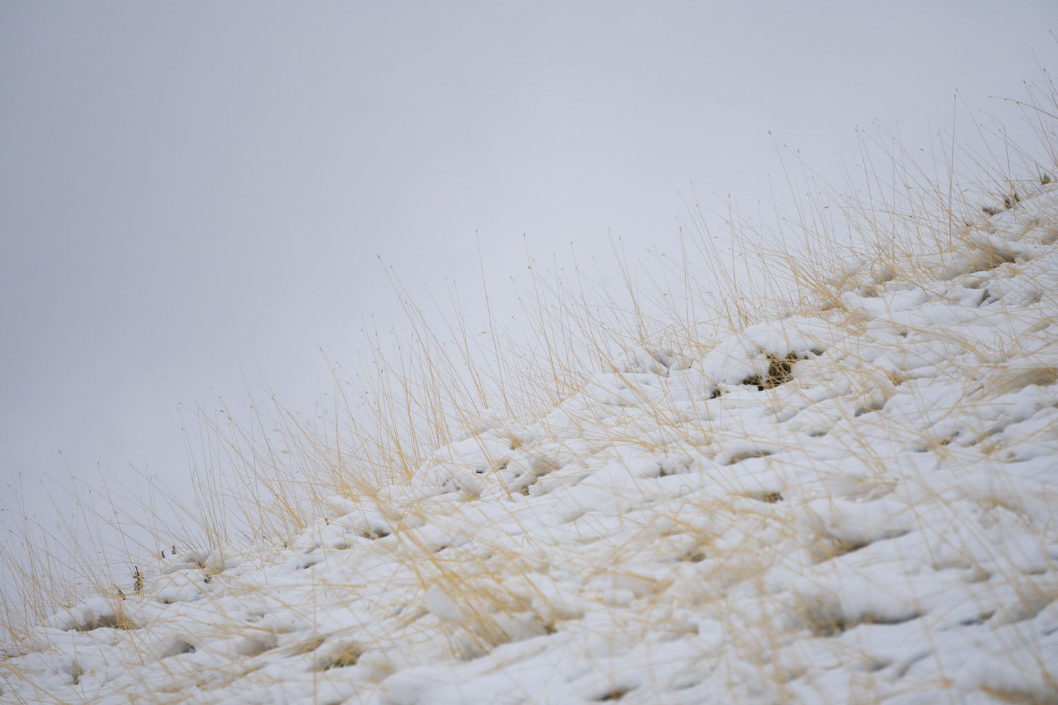 Stalks of yellow grass against snow and sky